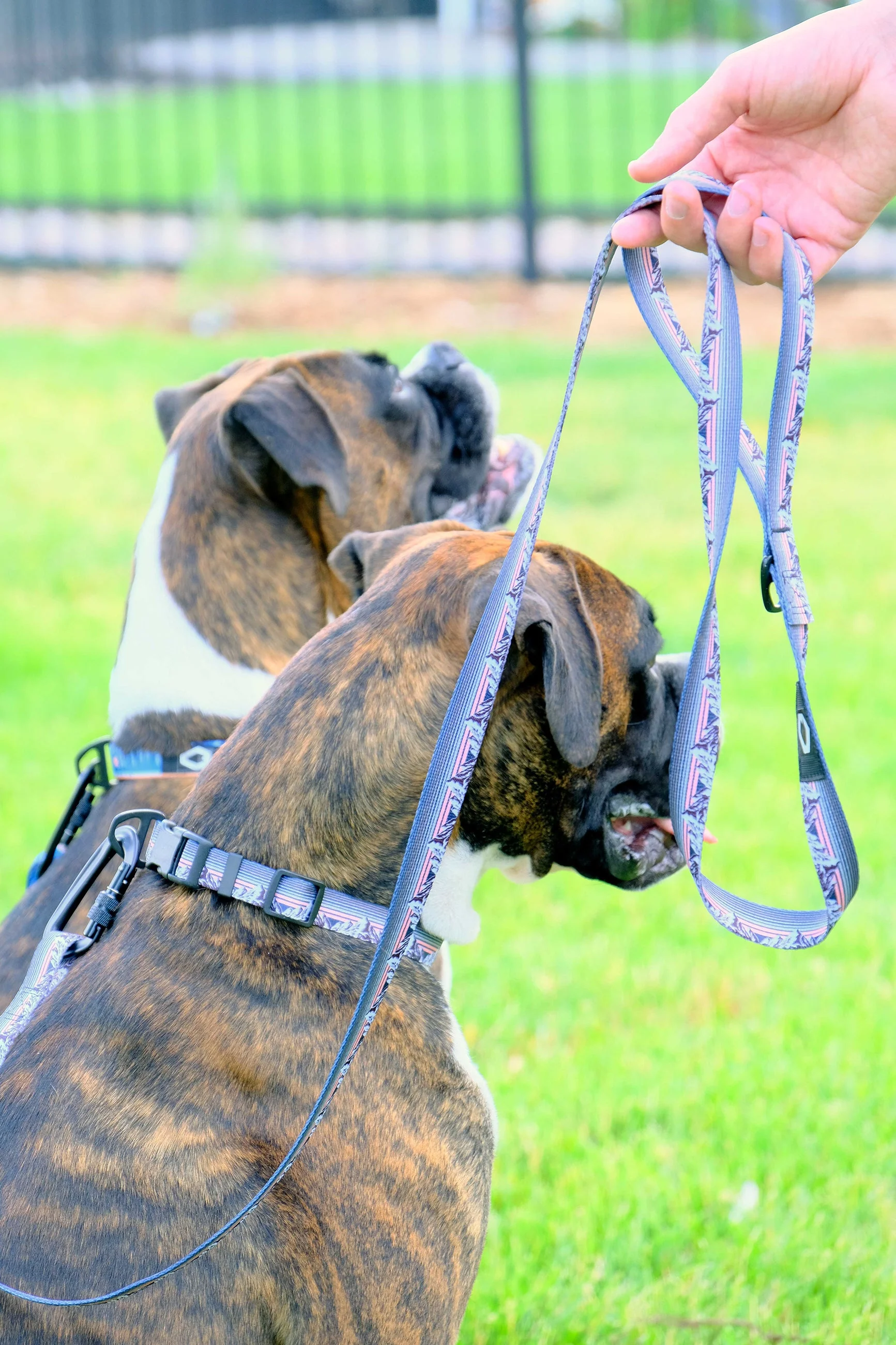 Outdoor Style Mountain Sunset Nylon Dog Leash - Image 2