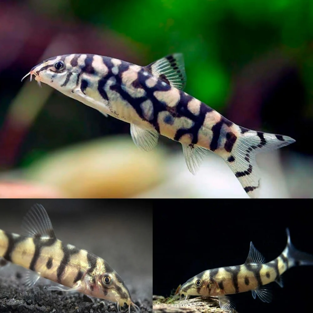Pakistani Loach Yoyo Loach (Botia almorhae) - Image 2