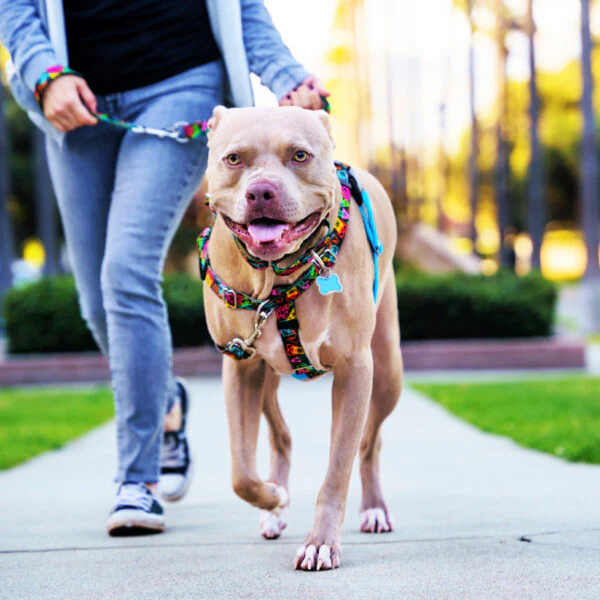 Paper Flags Freedom No-Pull Dog Harness – EarthStyle - Image 8