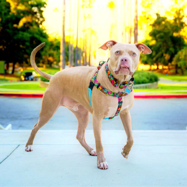 Paper Flags Freedom No-Pull Dog Harness – EarthStyle - Image 9