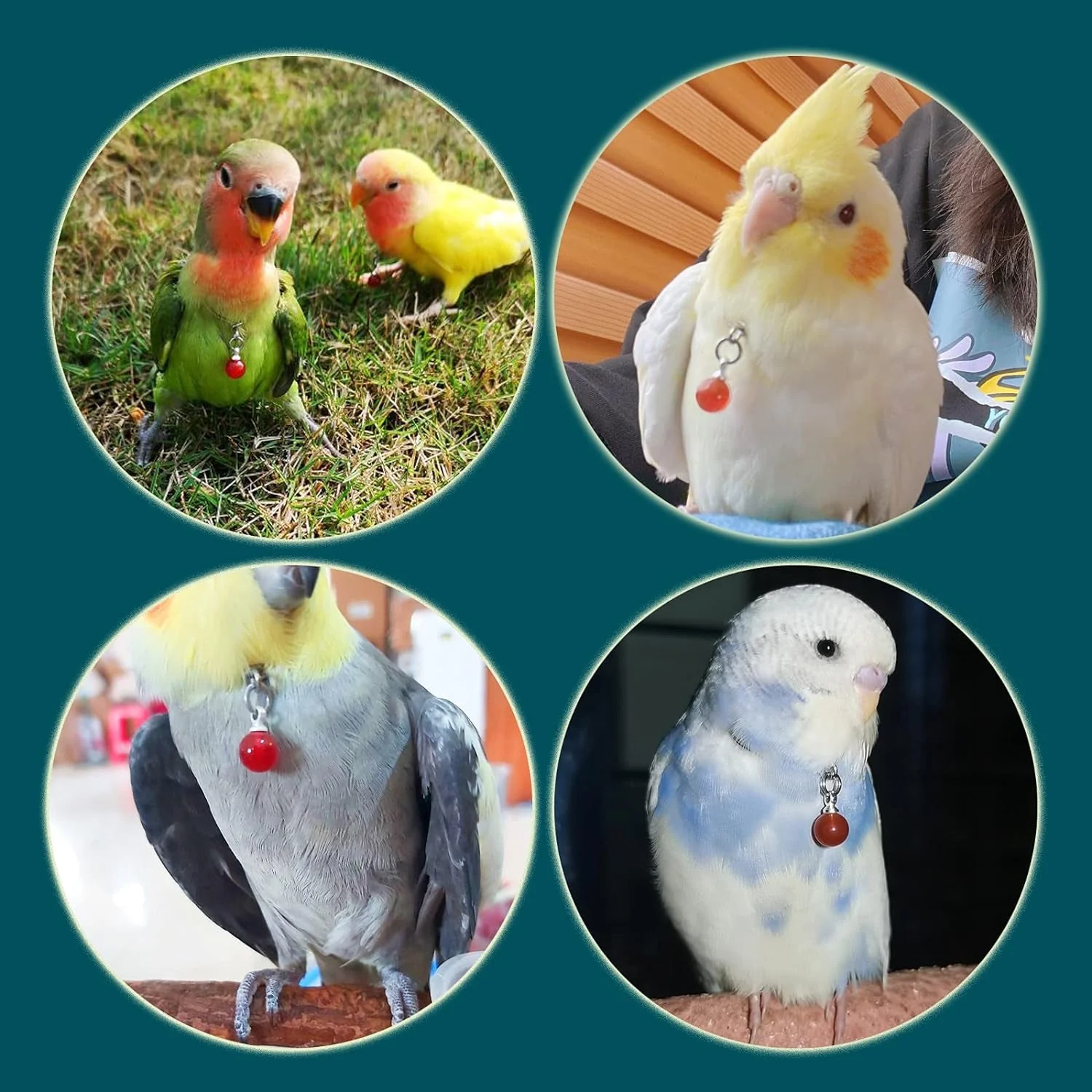 Parrot Bells Parrot Collar Necklace Parrot Decoration Parrot Scarf Clothes Budgerigar Peony Parrot Cockatiel Golden Sun Parrot - Image 8