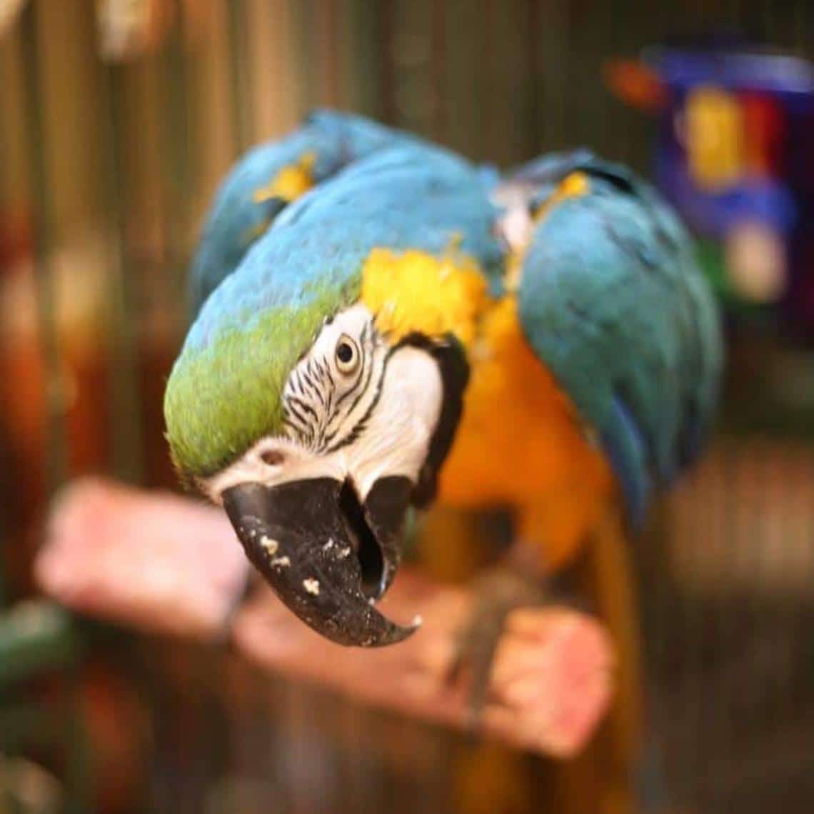 Parrot Food Sample Pack - Image 3