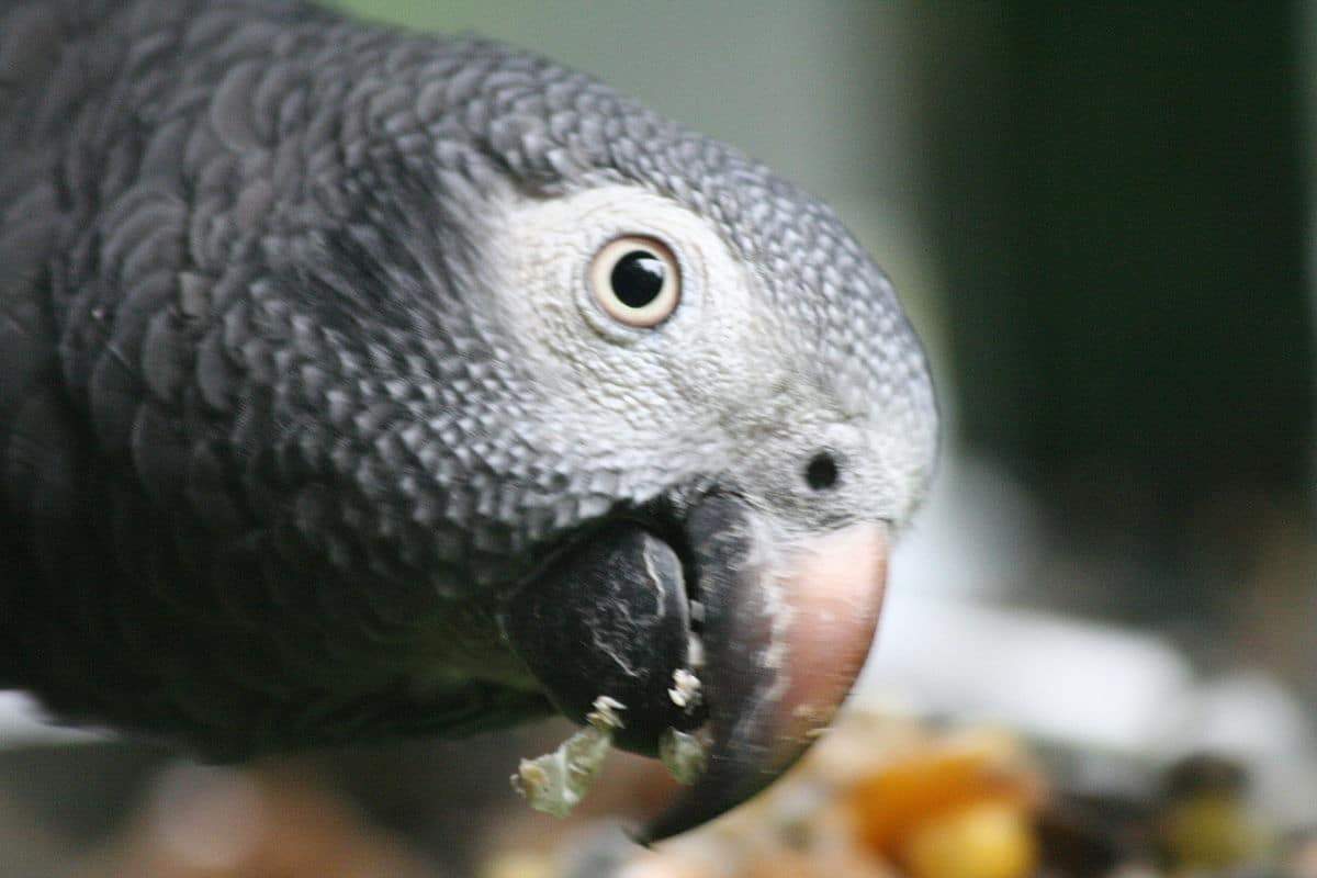 Parrot Food Sample Pack - Image 4