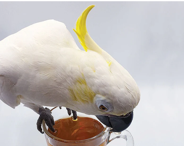 Parrot Tea Bundle Pack - Image 8