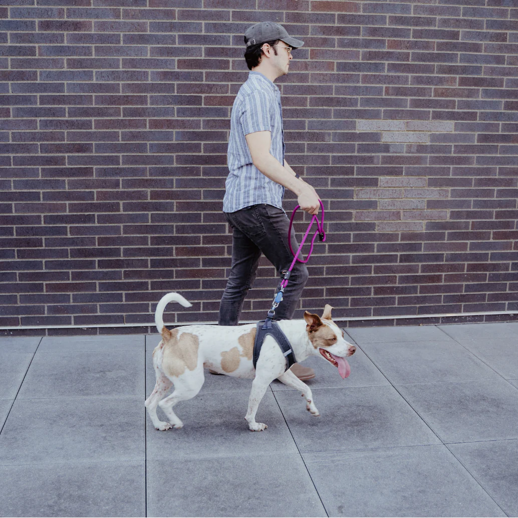 Patented Magnetic Dog Leash - One-Hand Connect & Release - Image 8