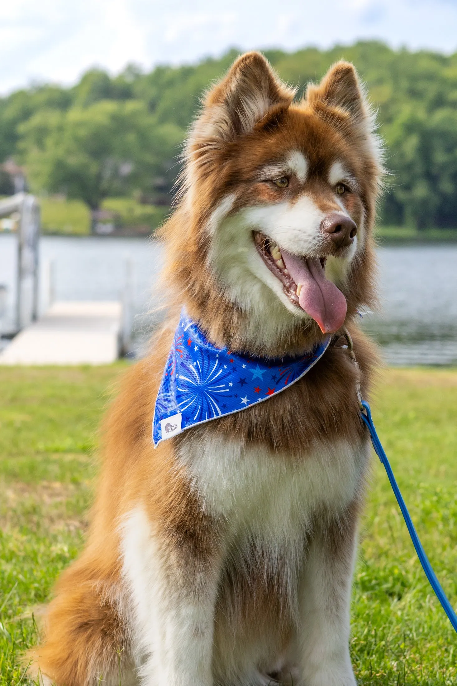 Patriotic Dog Bandana - Image 2