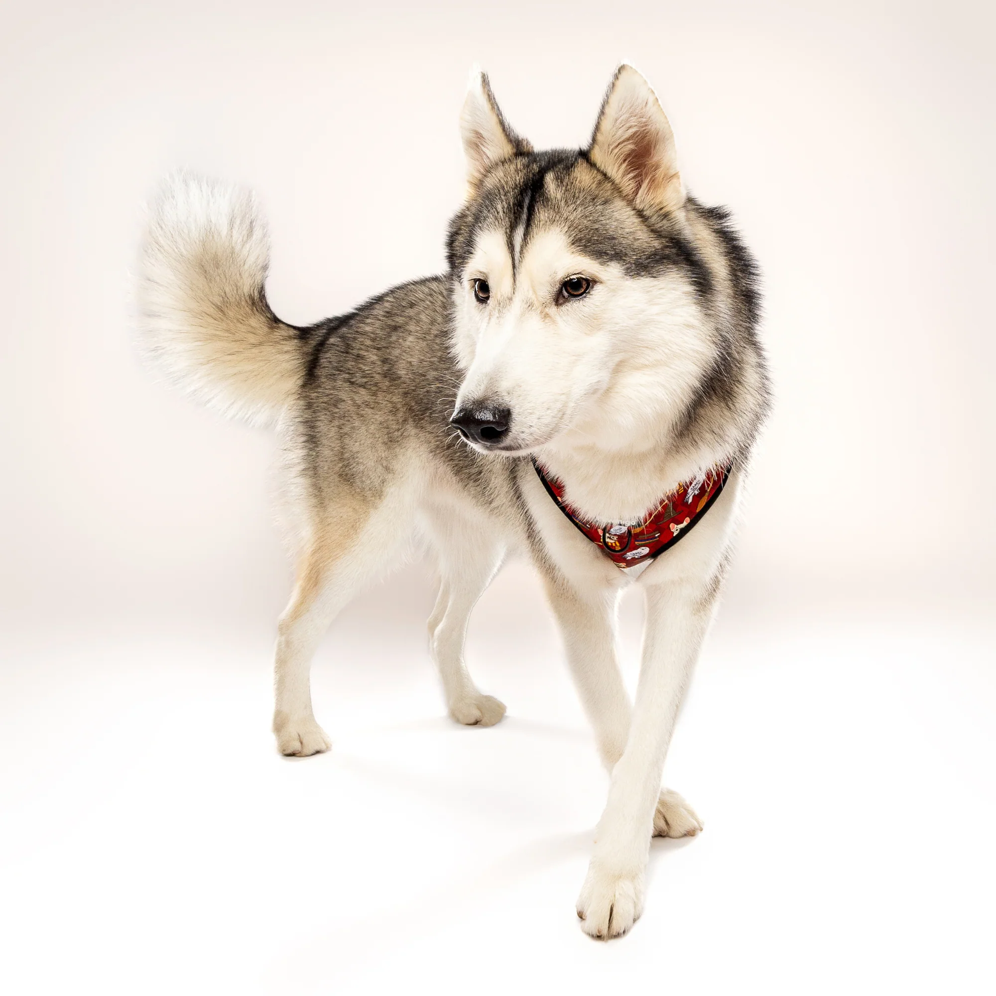 Pawgwarts Everyday Adjustable No-Pull Dog Harness - Image 11