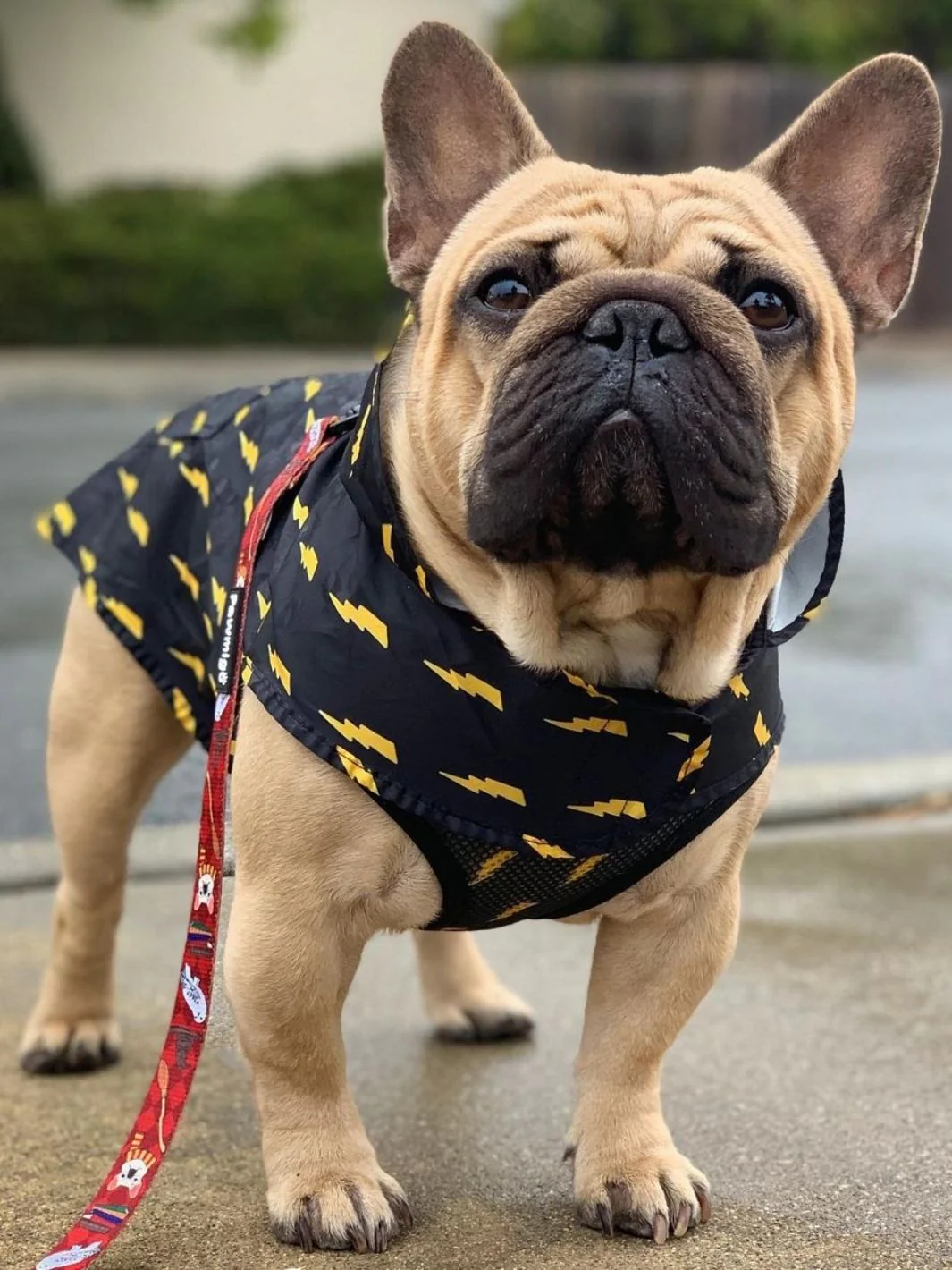 Pawgwarts Poncho - Image 5