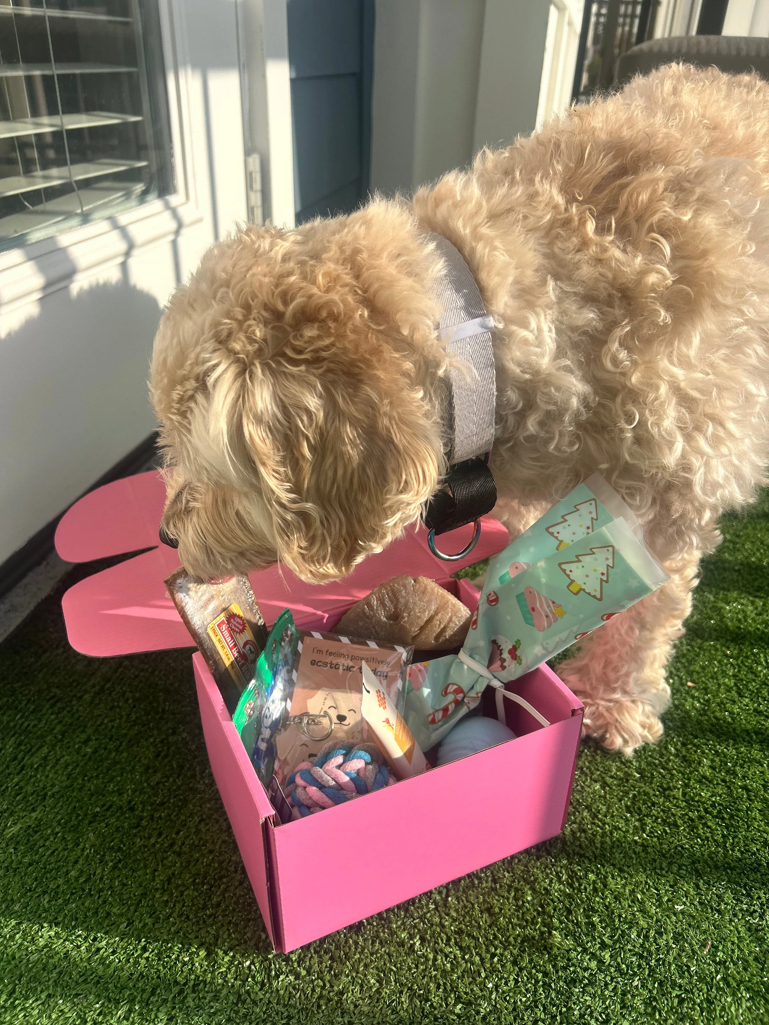 Pawliday Box (SOLD OUT) - Image 3