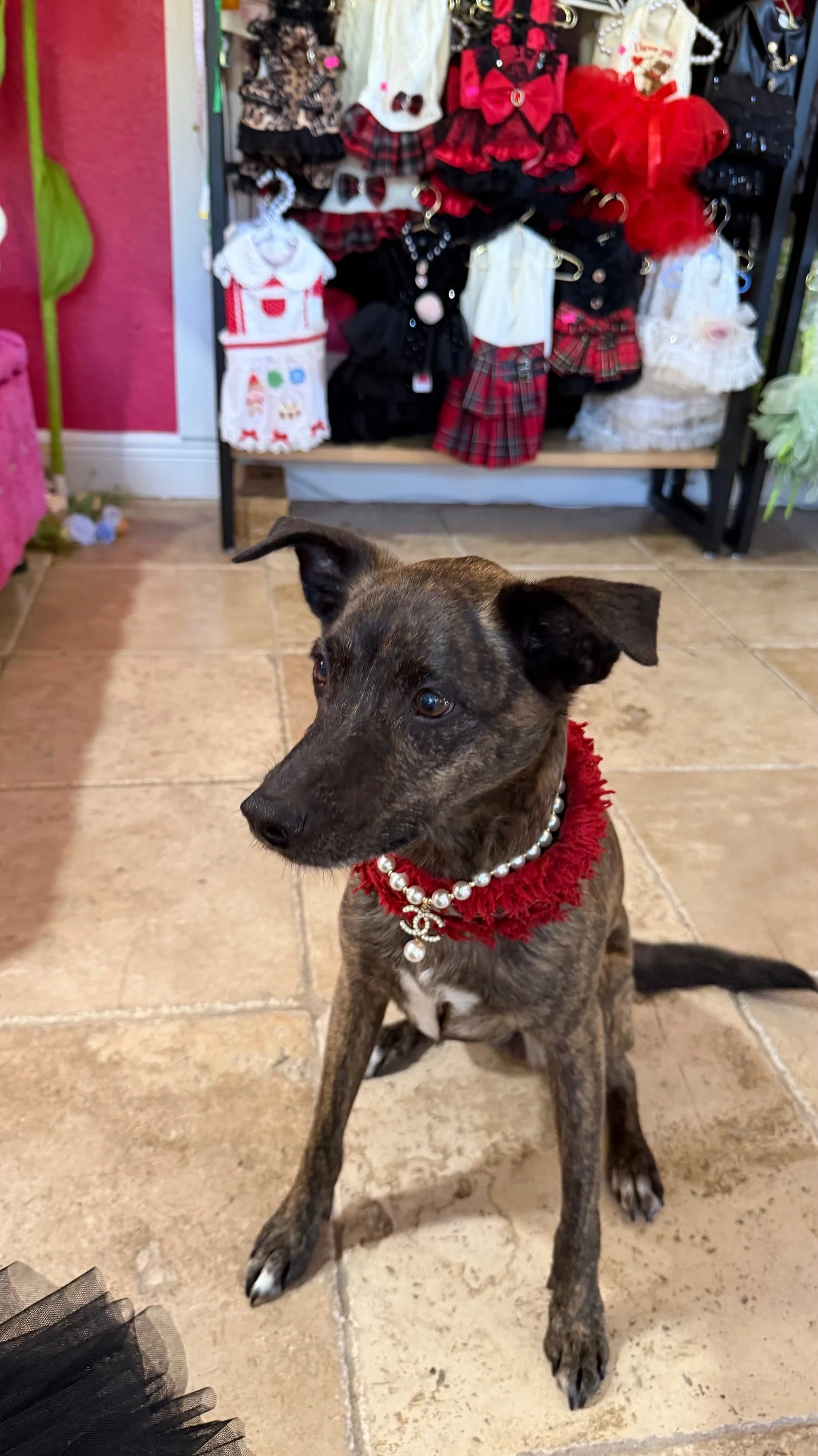 Pearls Charm Dog Necklace C** style - Image 3