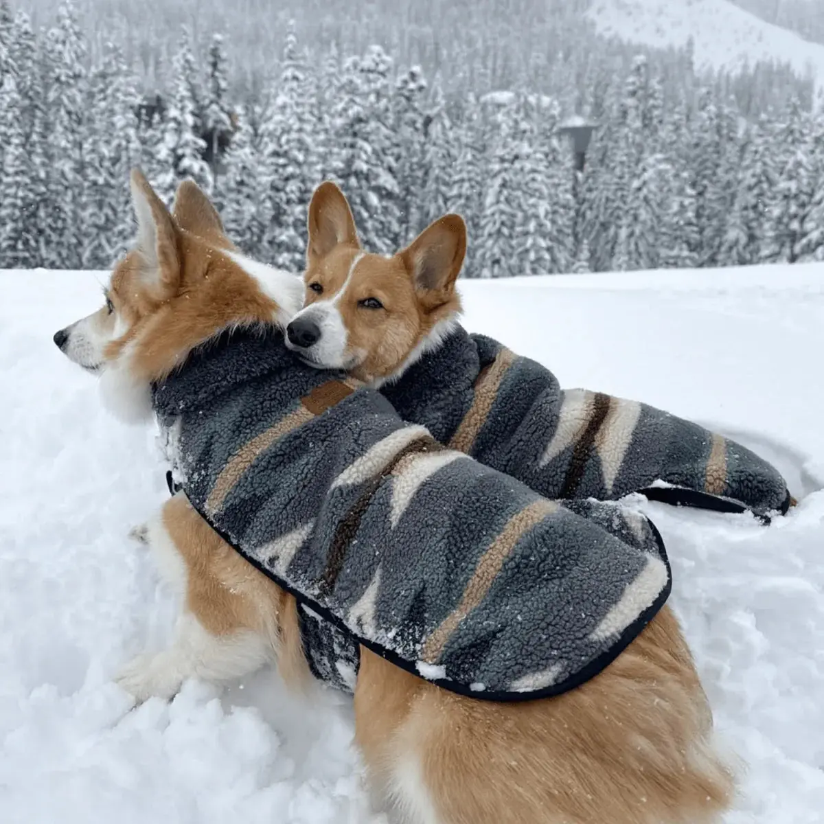 Pendleton Dog Coat - Image 8