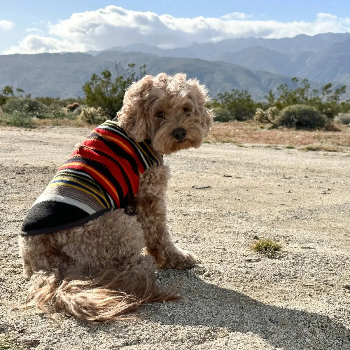 Pendleton National Park Dog Vest - Image 6
