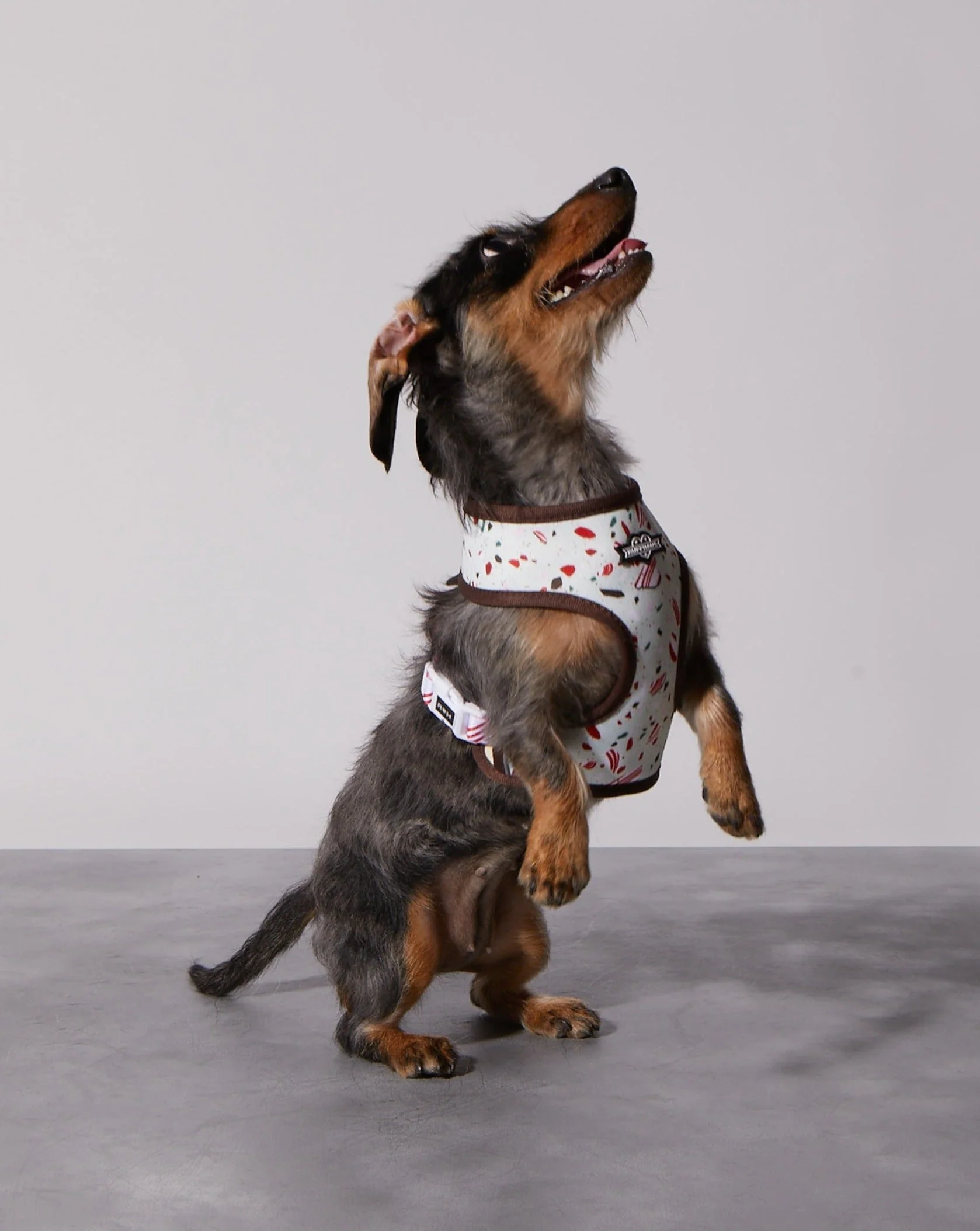 Peppermint Bark Reversible Harness - Image 6