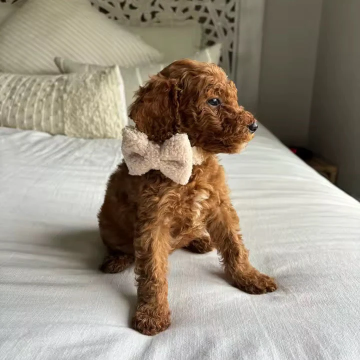 Personalized Beige Teddy Classic Set - Image 2