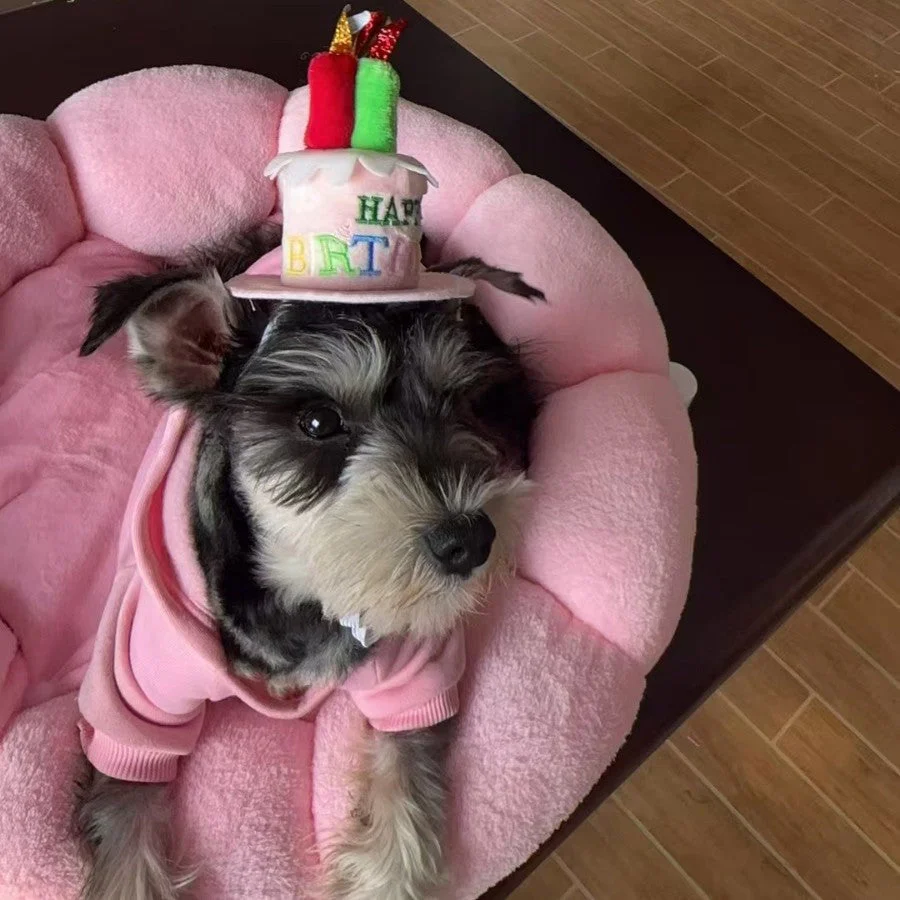 Pet birthday cake top hat - Image 3