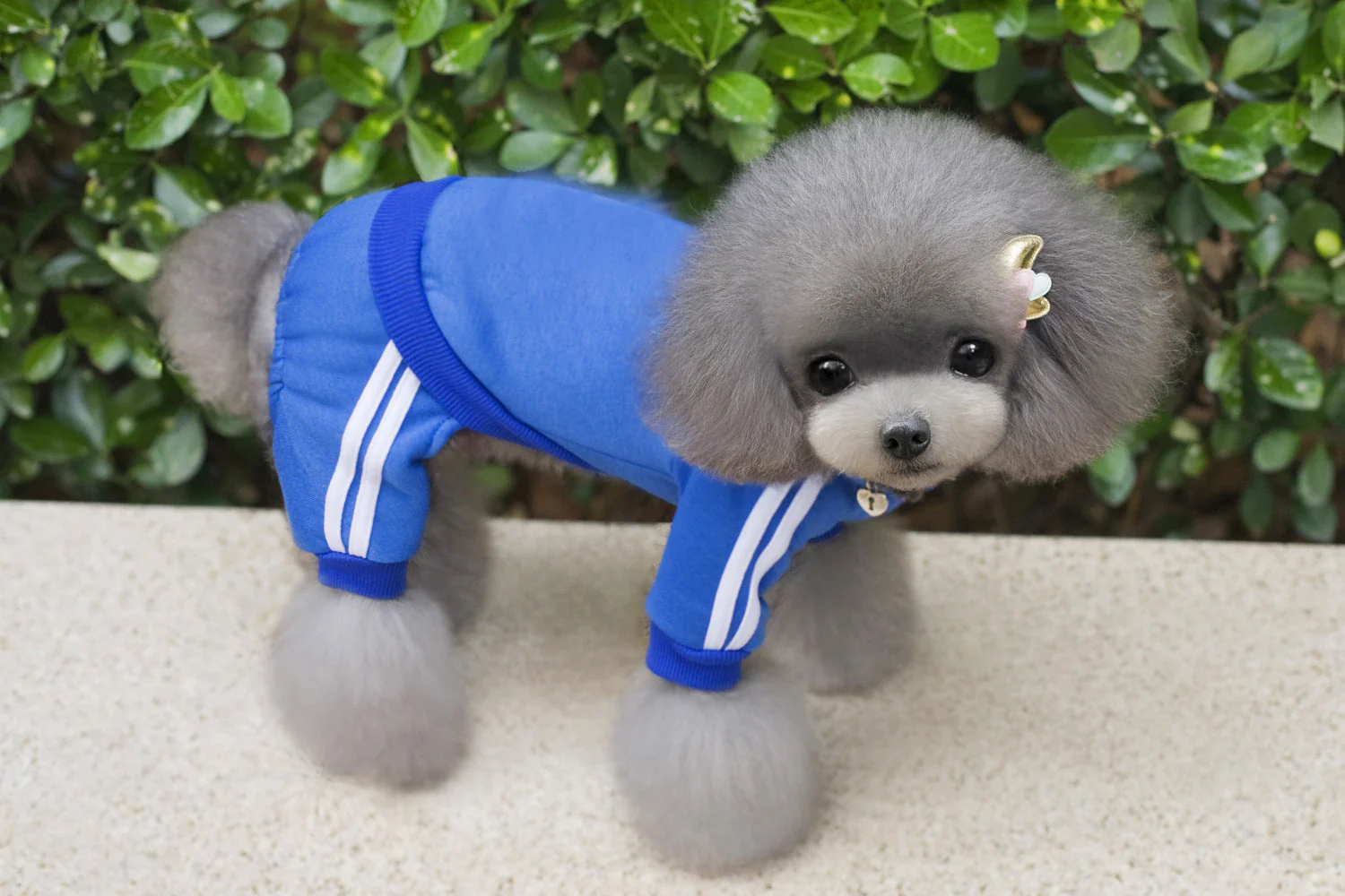 Pet Dog Jumpsuit for Small Medium Dogs - Image 7