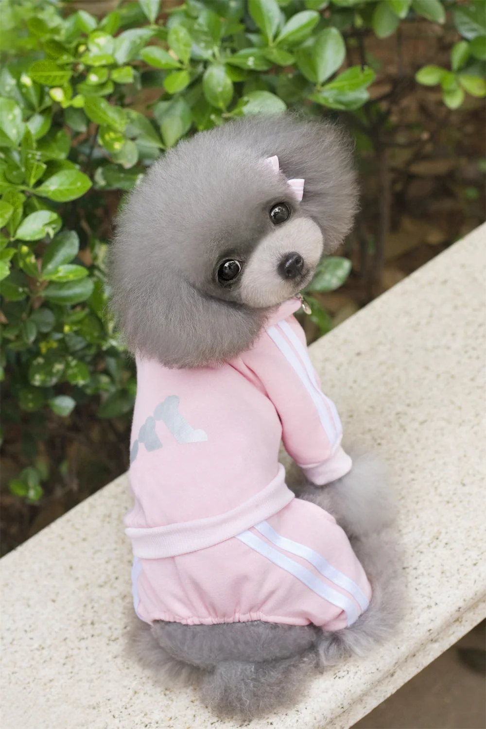 Pet Dog Jumpsuit for Small Medium Dogs - Image 9