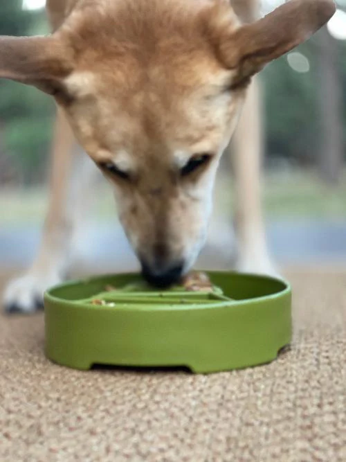 Pine Tree Christmas eBowl Deep Slow Feeder Dog Bowl for Enrichment | USA Made - Image 10