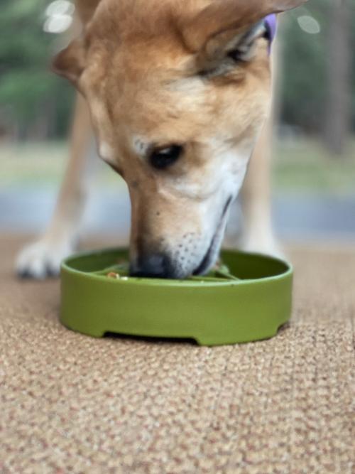 Pine Tree Christmas eBowl Deep Slow Feeder Dog Bowl for Enrichment | USA Made - Image 12