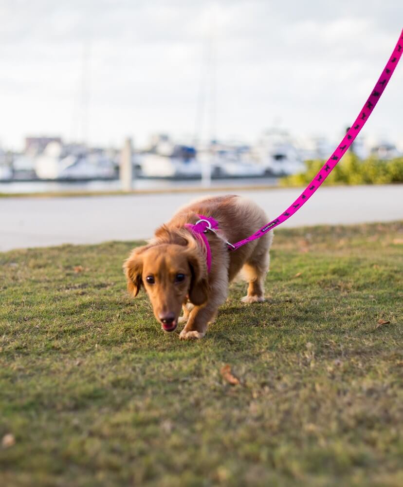Pink Dog Leash by EcoBark - Padded Comfort Grip Leash - 4ft, 5ft, and 6ft Leash for Teacup, Small, and Medium Dogs - Image 8