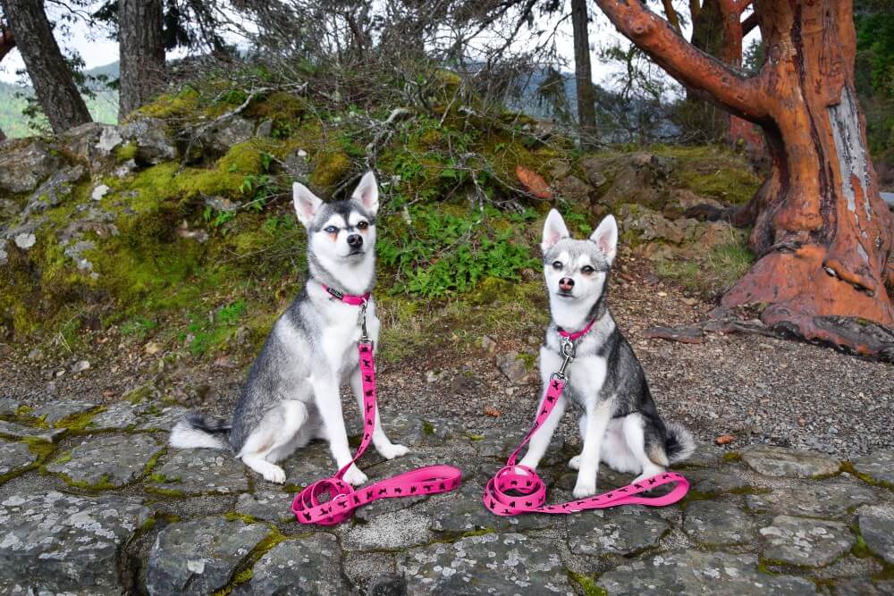 Pink Dog Leash by EcoBark - Padded Comfort Grip Leash - 4ft, 5ft, and 6ft Leash for Teacup, Small, and Medium Dogs - Image 9