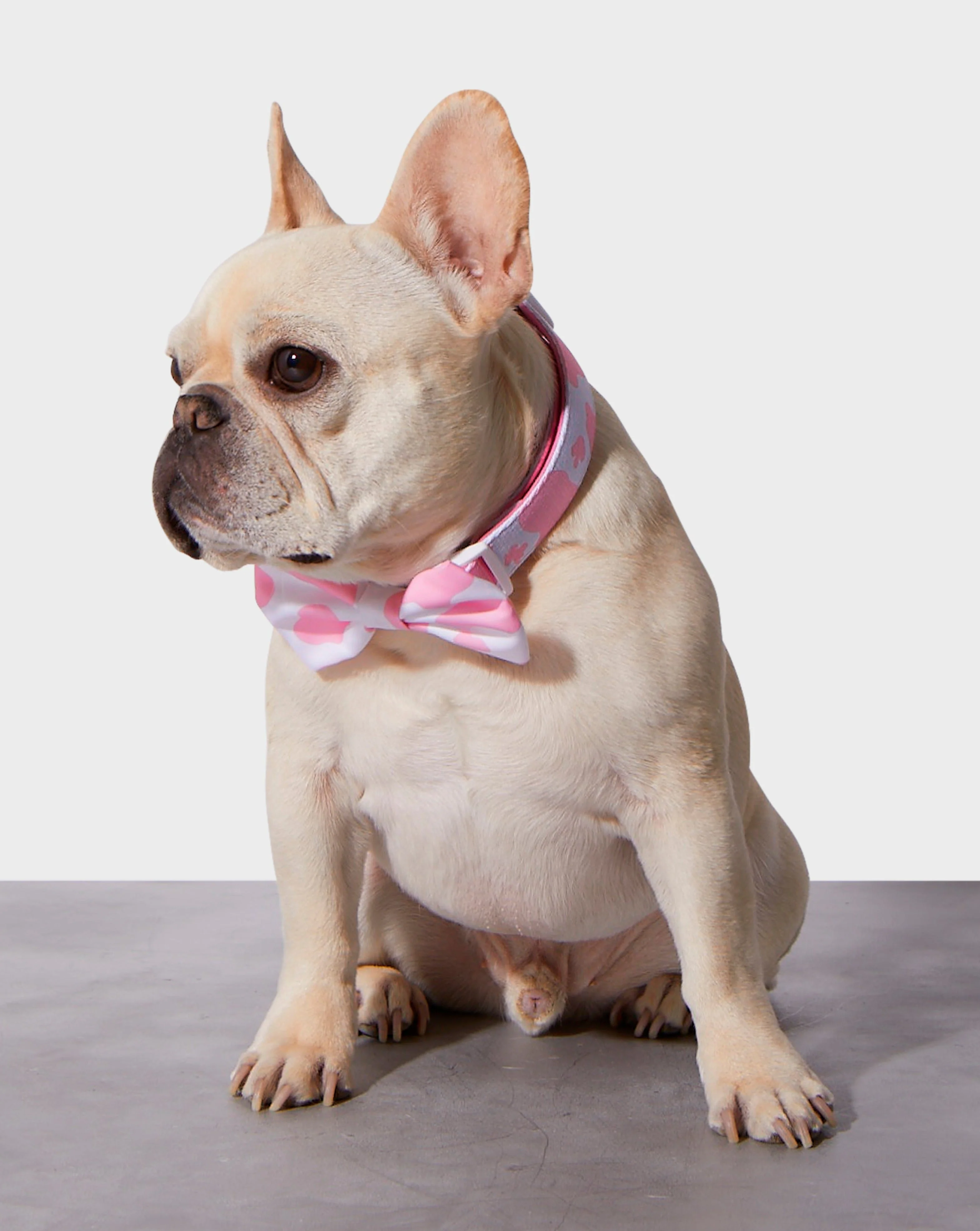 Pink Moo'd Collar & Bowtie - Image 2