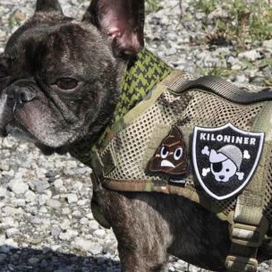 PIRATE DAWG Morale Patch - Image 4