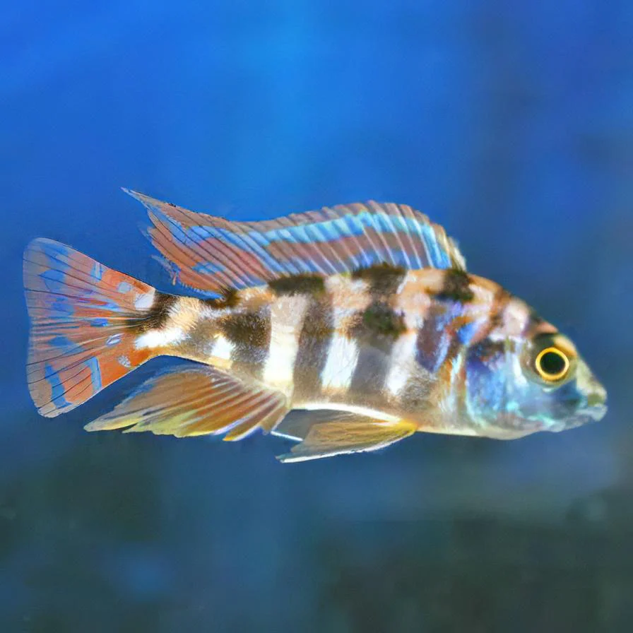 Placidochromis milomo VC-10 2" - Image 2