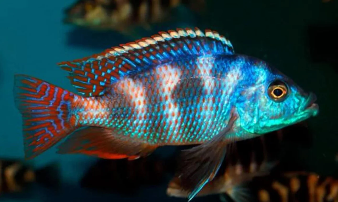 Placidochromis milomo VC-10 2" - Image 3