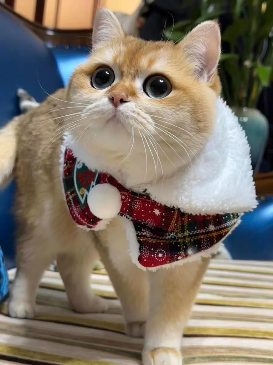 Plaid Pet Christmas Collar Cape - Image 4