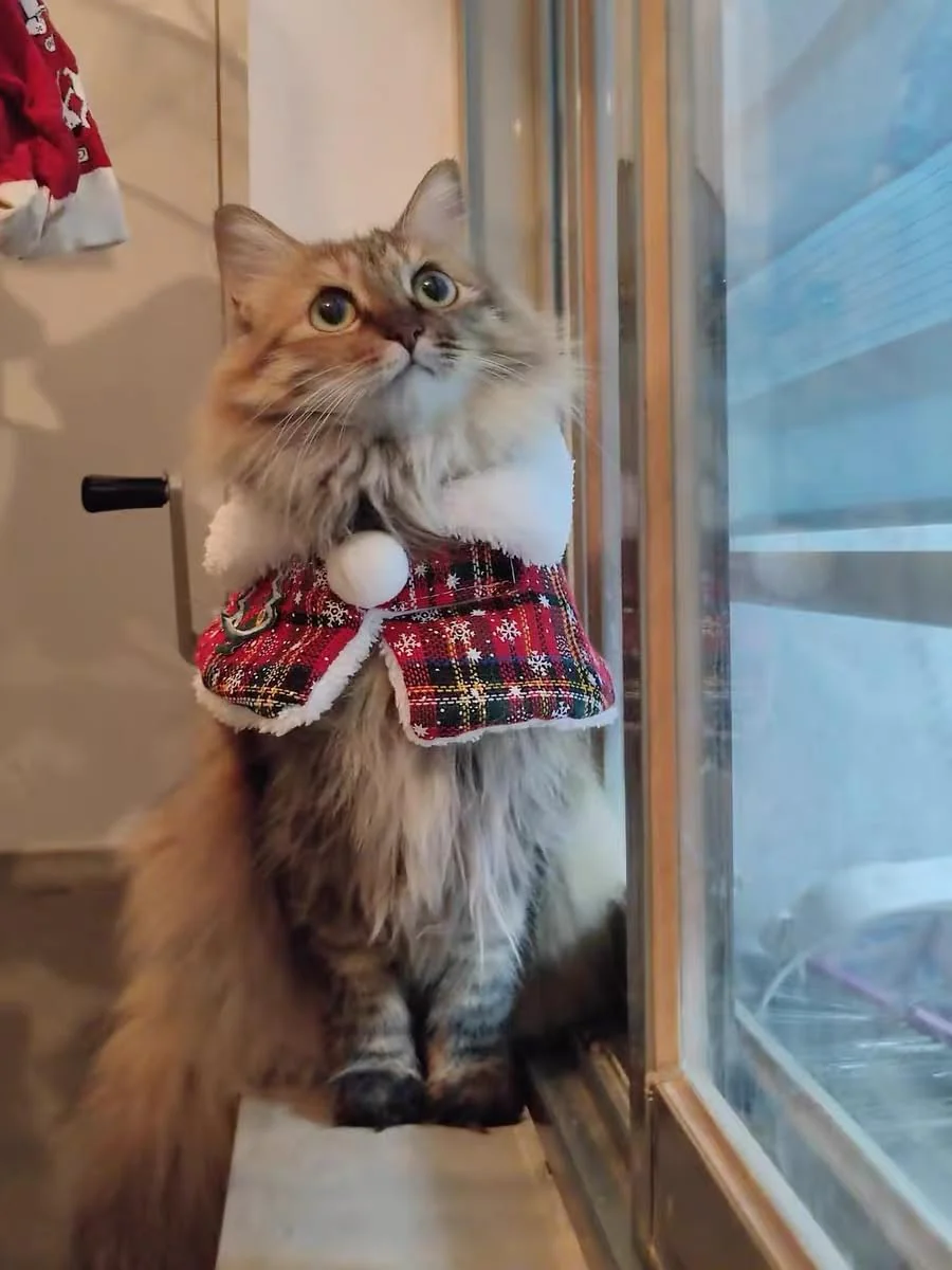 Plaid Pet Christmas Collar Cape - Image 5