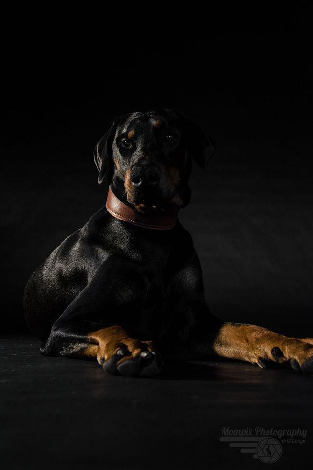 Plain "Style" collar brown - Image 3