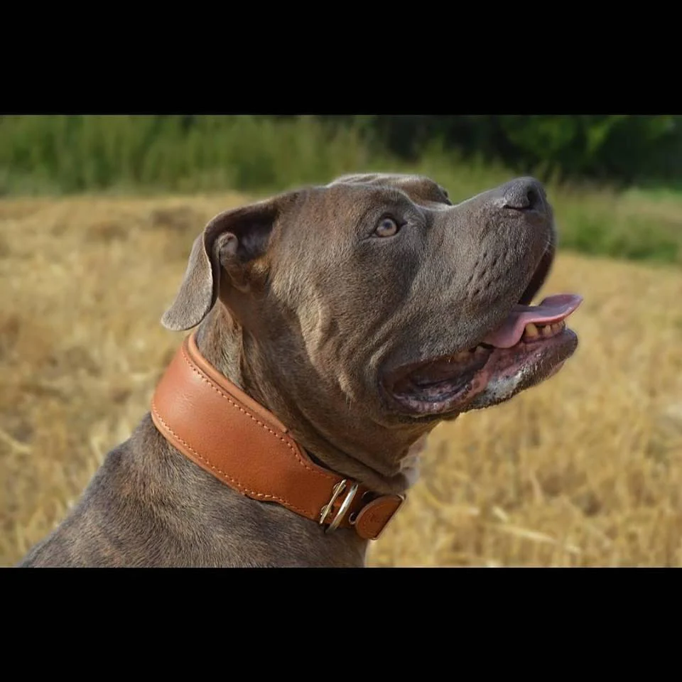 Plain "Style" collar brown - Image 5