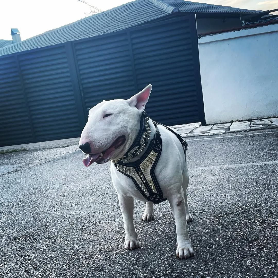 ''Platinum'' harness Medium Size - Image 3