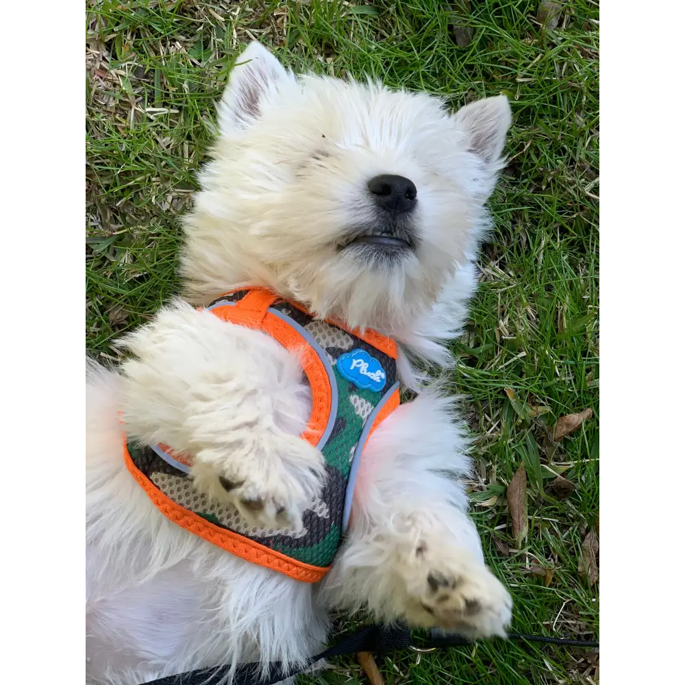 Plush Step In Air Mesh Harness - Camo/Orange - Image 3
