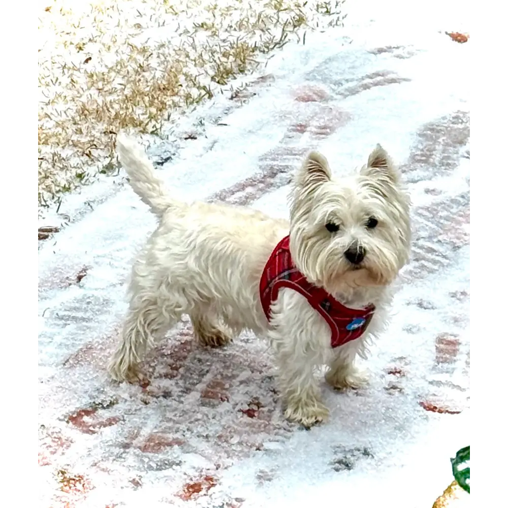 Plush Step In Harness Plaid Red - Image 2