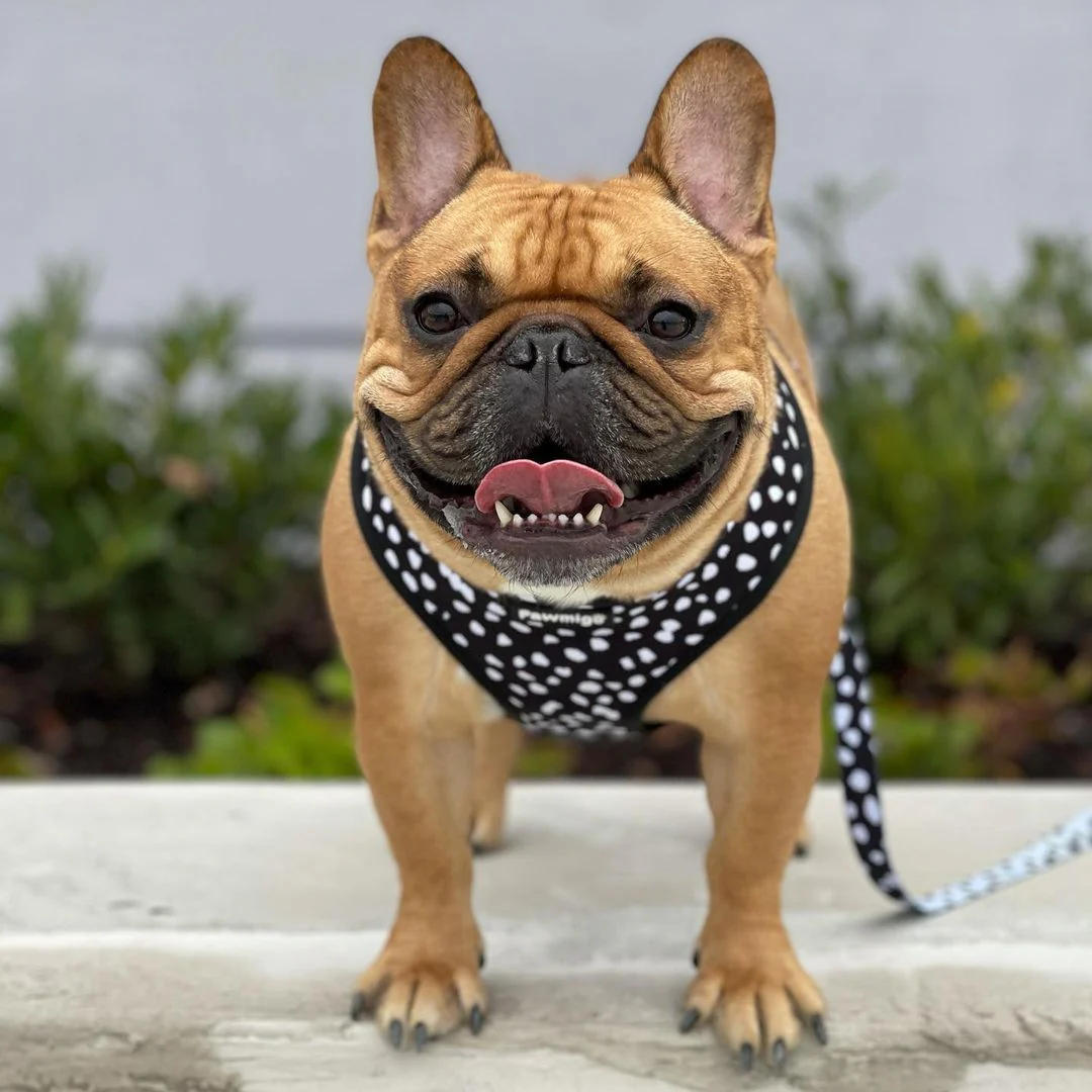 Polka Dog Leash Kit - Image 2