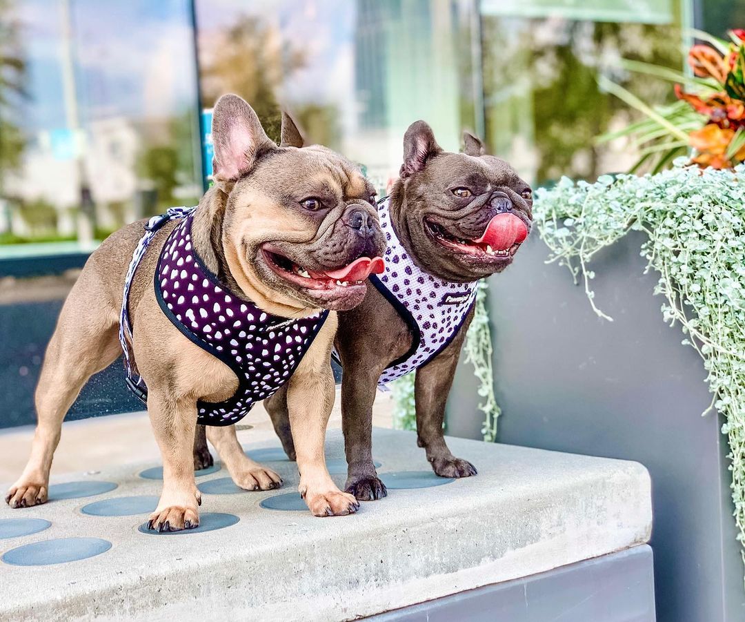 Polka Dog Reversible Harness - Image 3