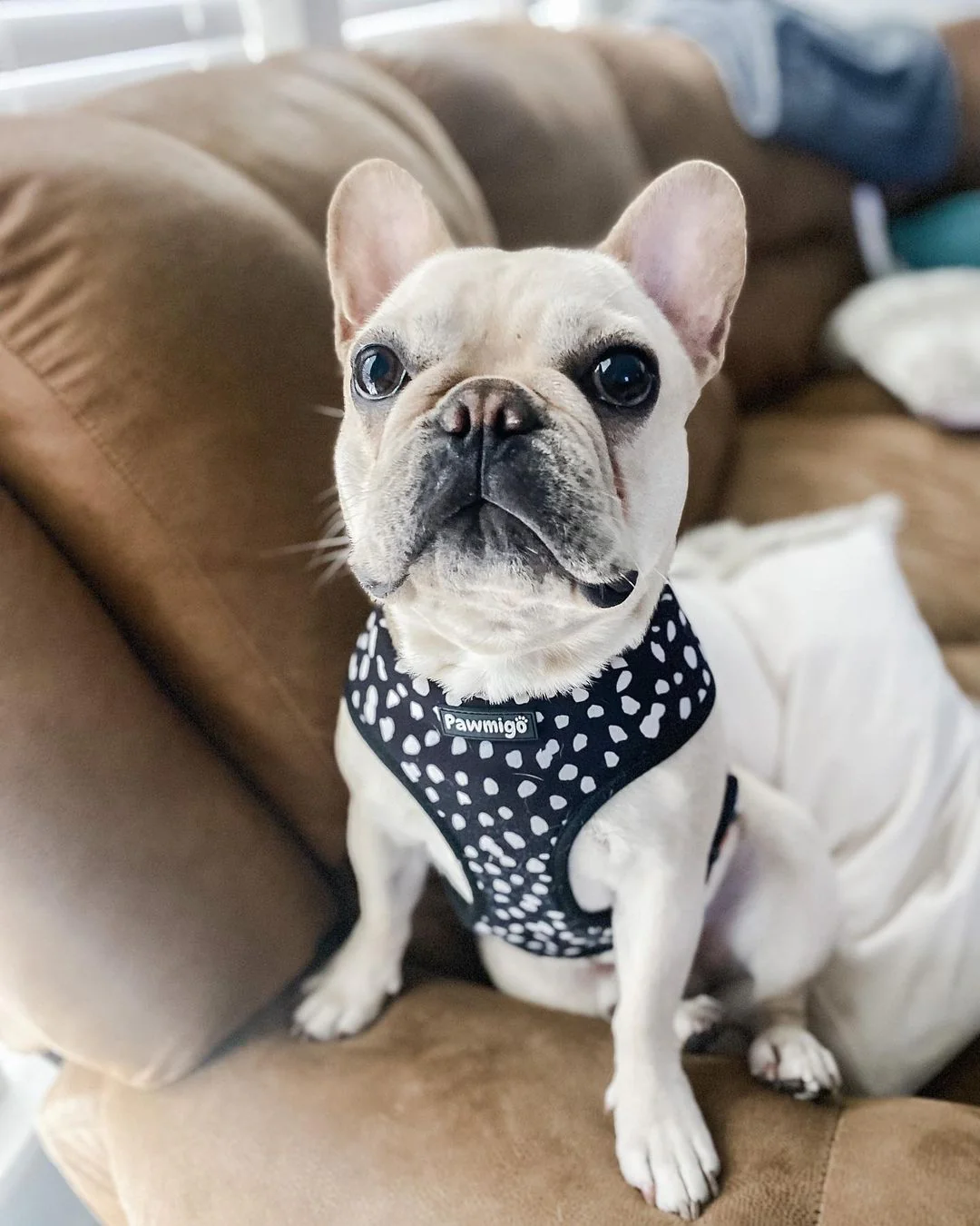 Polka Dog Reversible Harness - Image 5