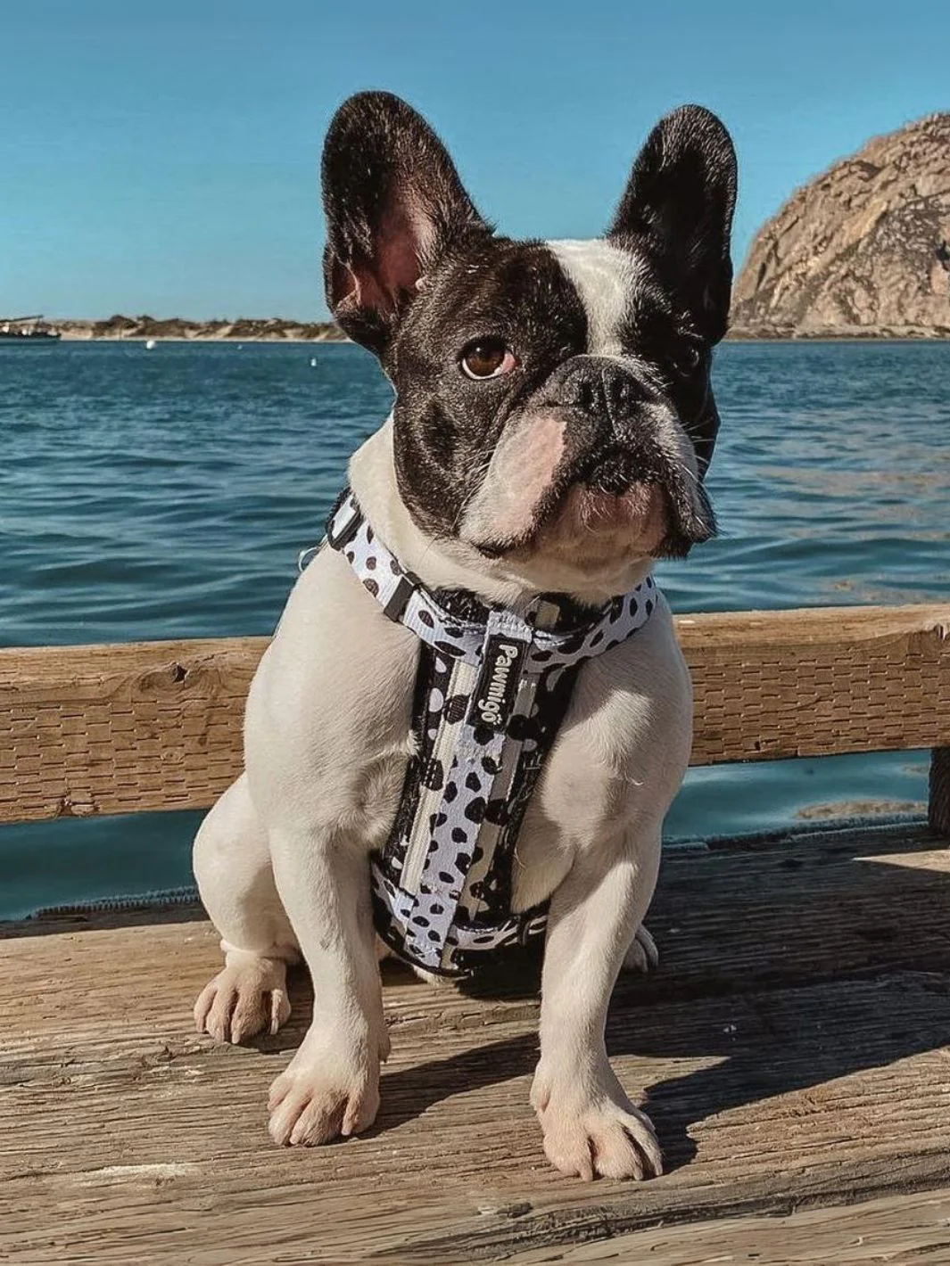 Polka Dog X-Fit Harness - Image 2