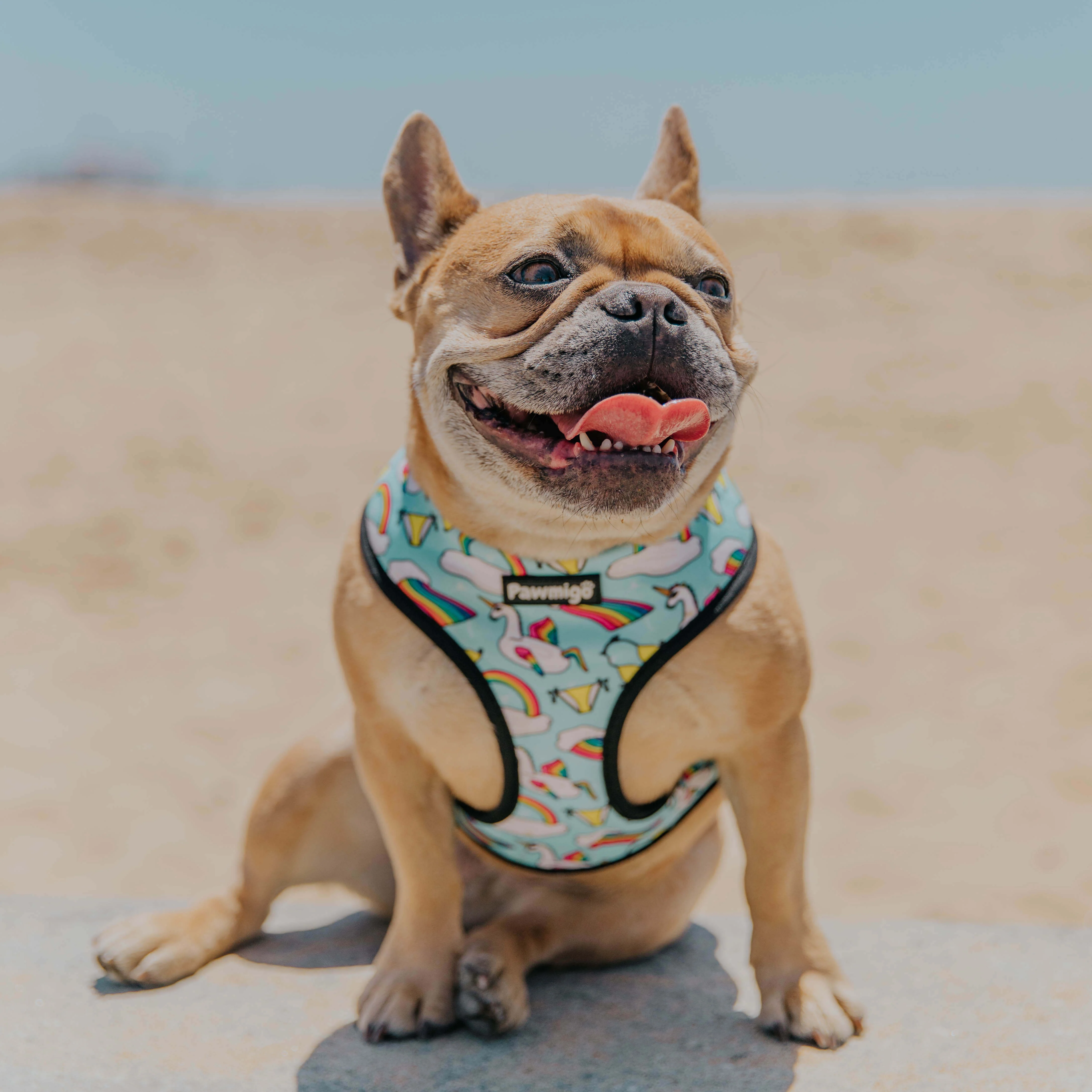 Pool Pawty Reversible Harness - Image 2