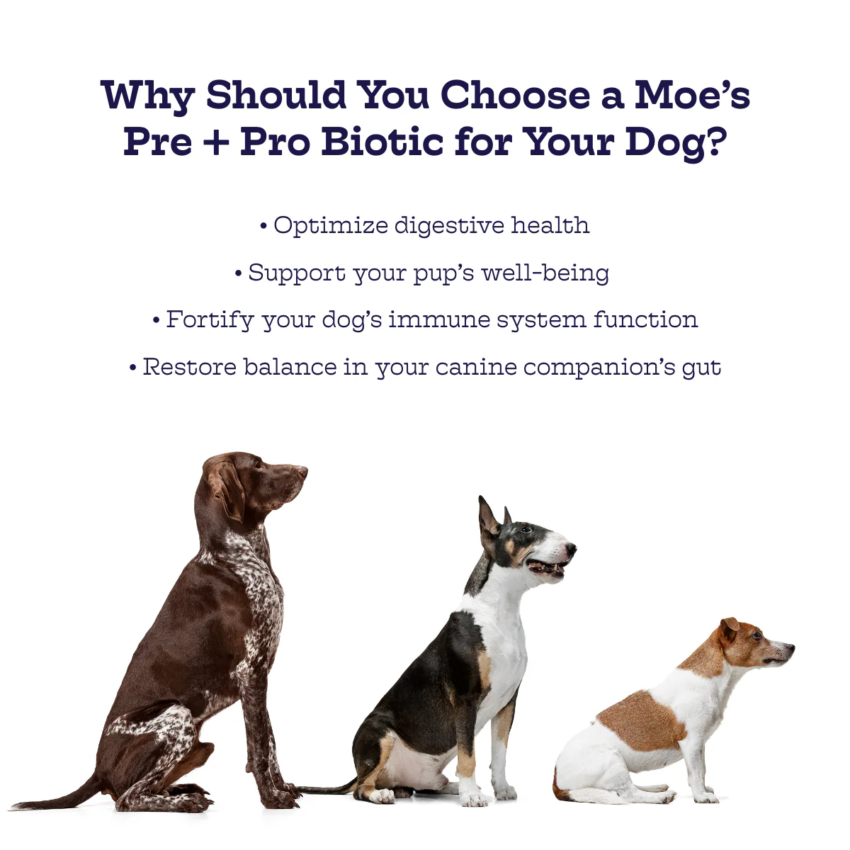 Pre + Pro Biotic Chews - Image 6