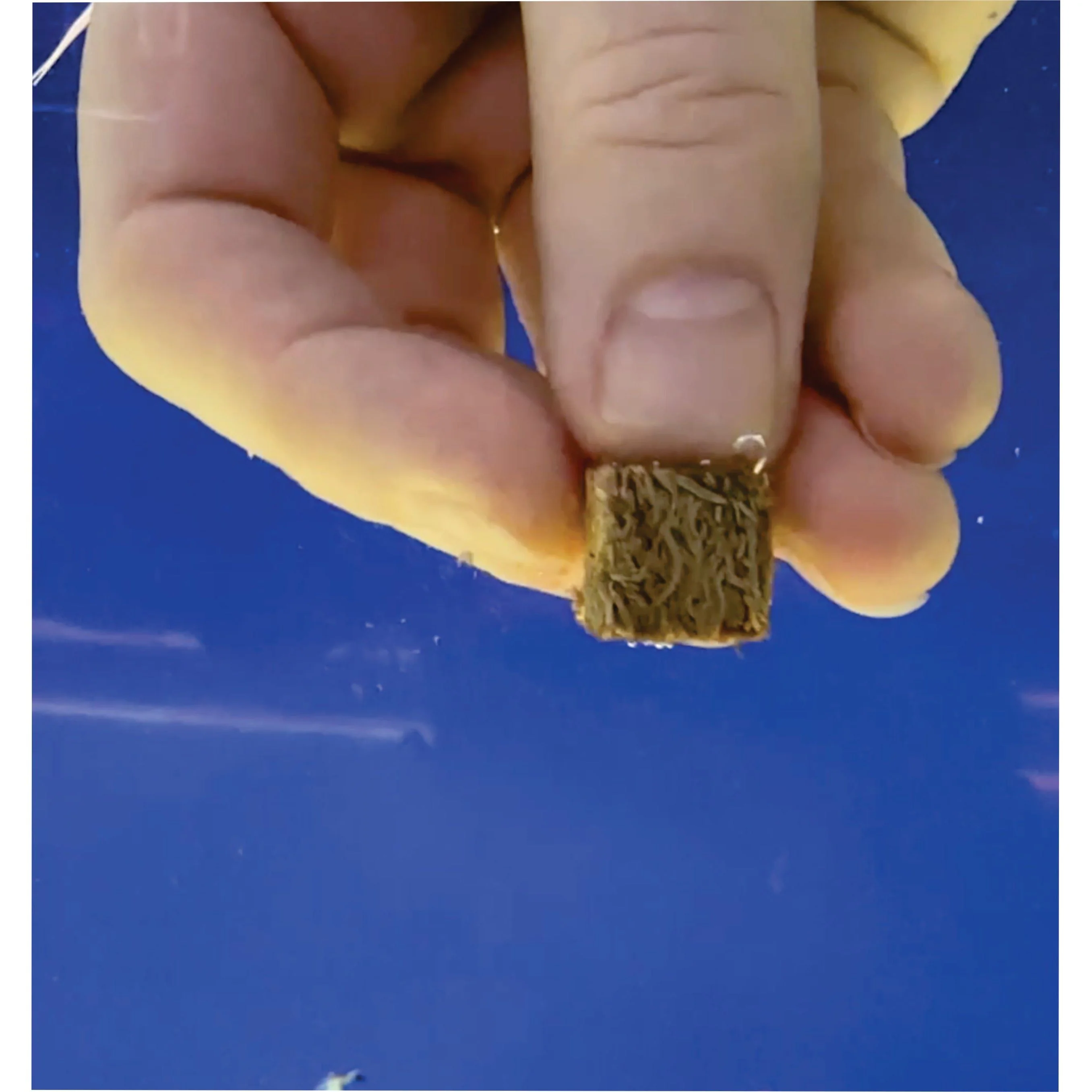 Premium Freeze Dried Blackworms - Color Boost - Image 8