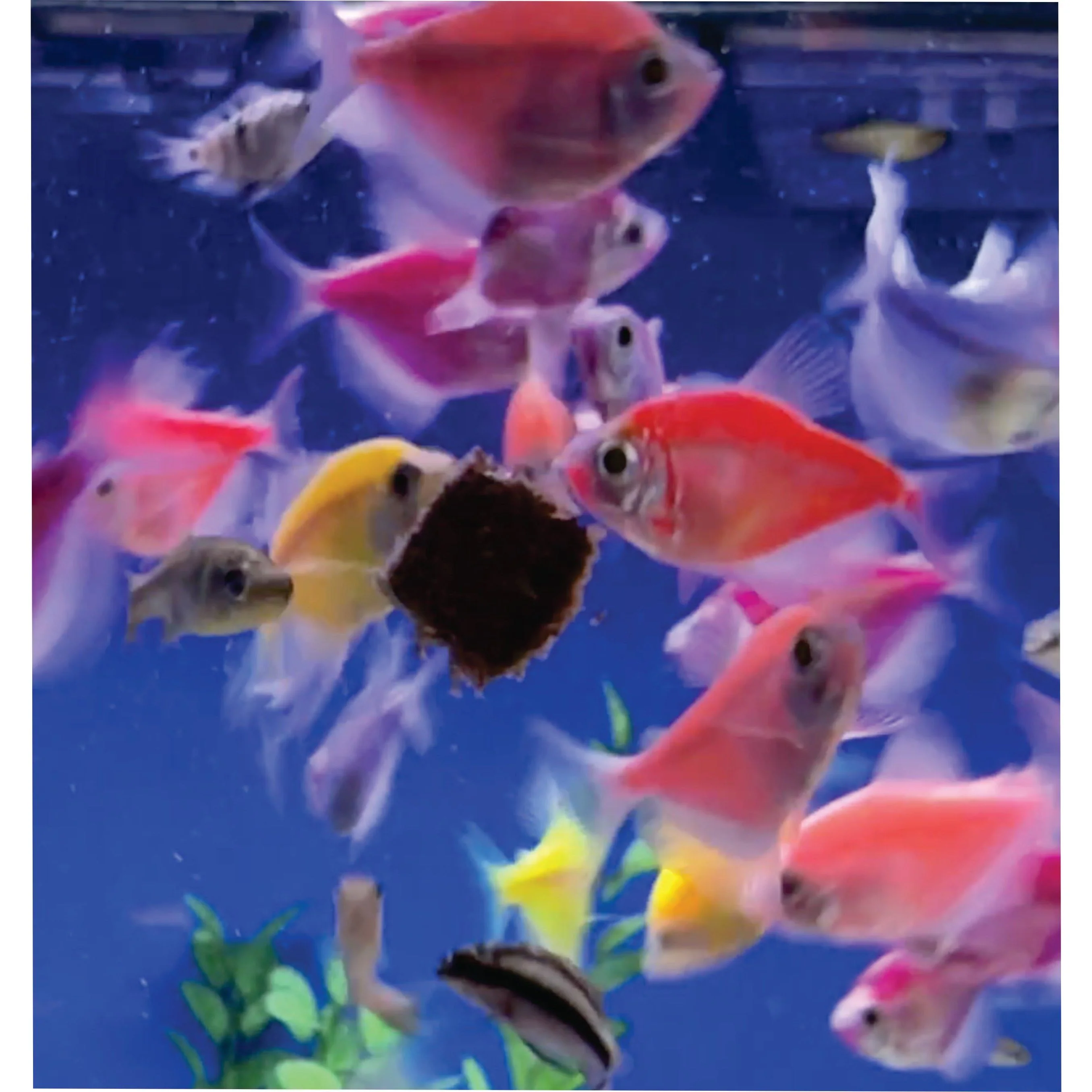 Premium Freeze Dried Blackworms - Power Boost - Image 9