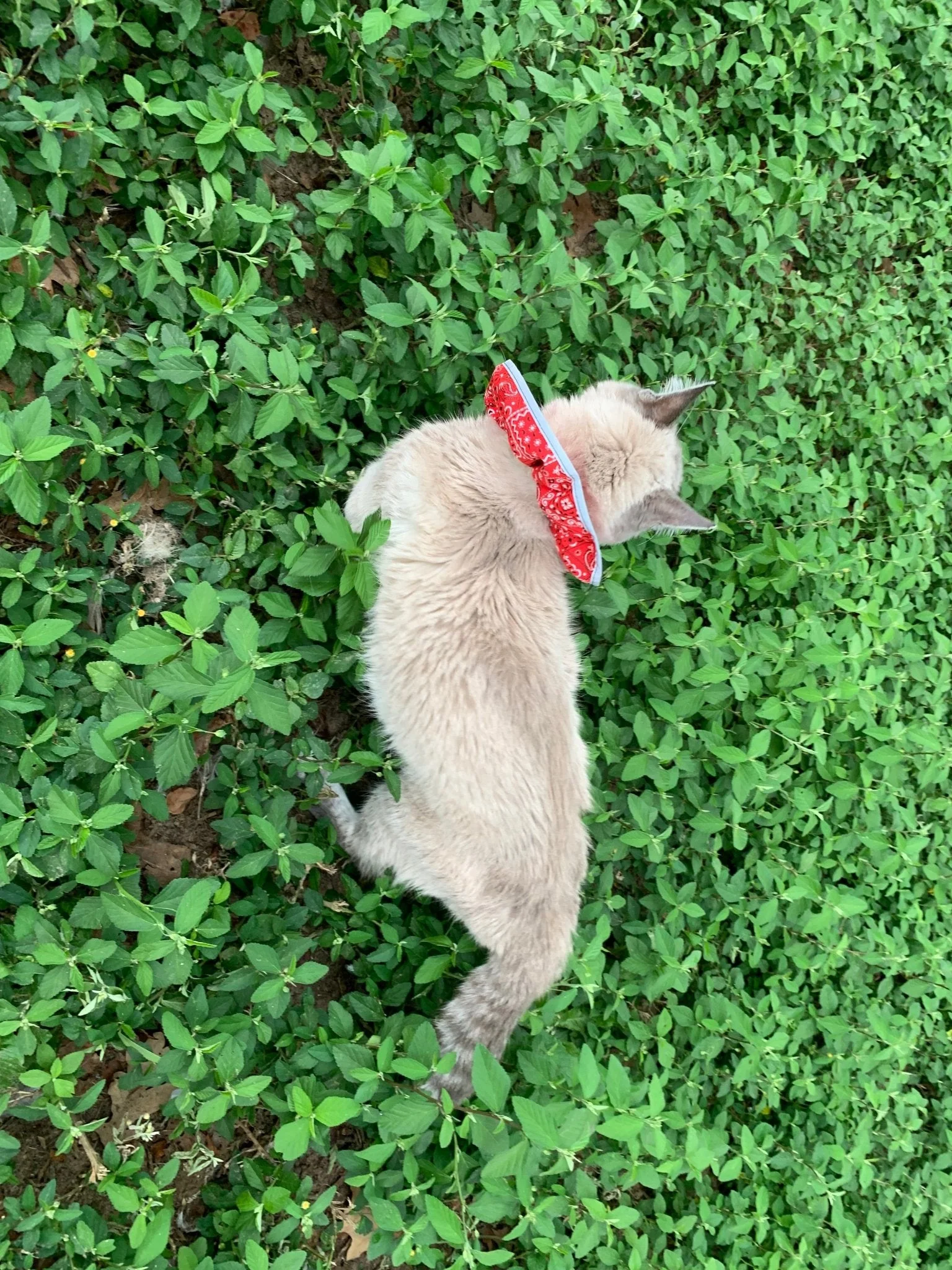 Prey Saver Cat Collar - Image 7