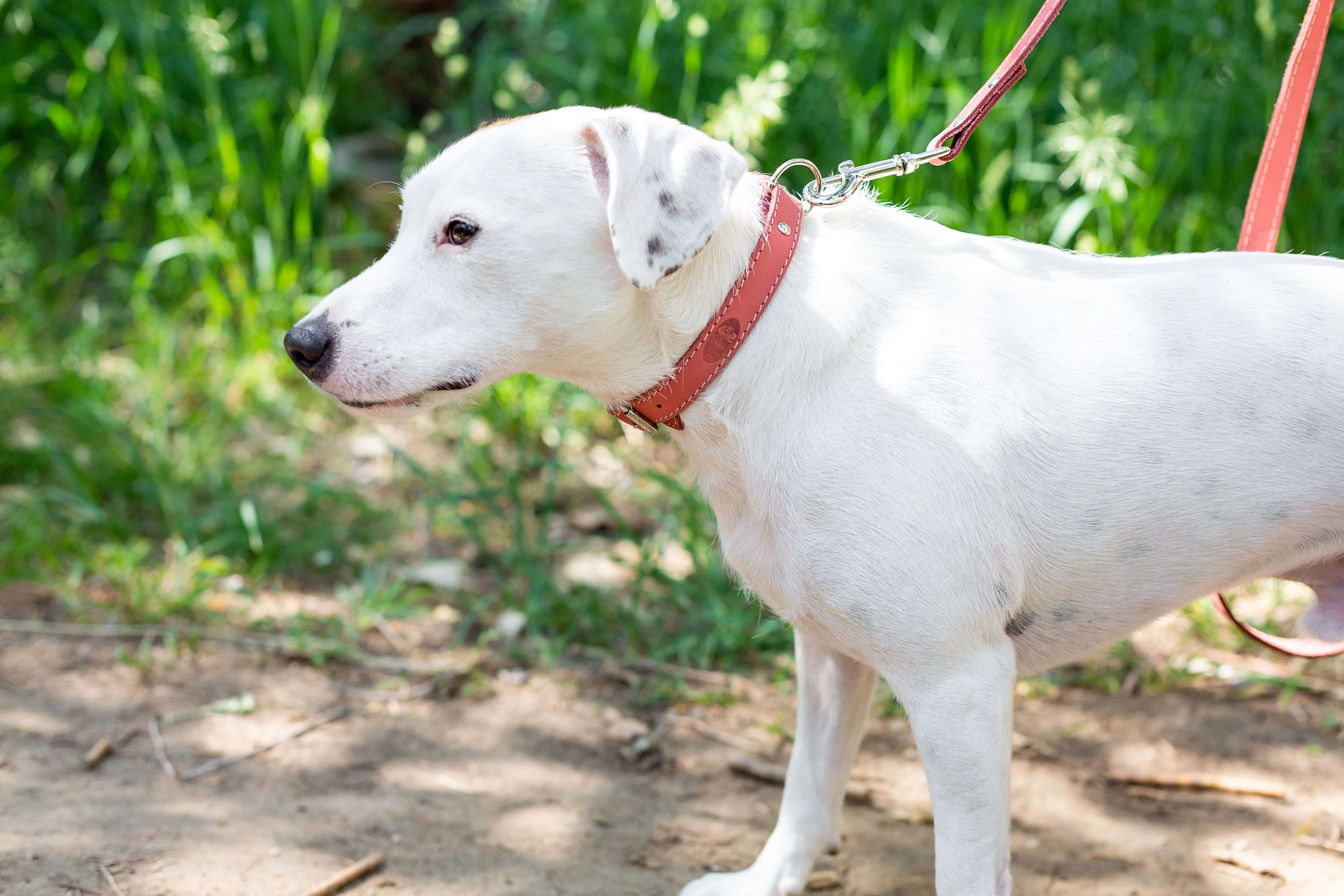 Pro Line Hunting Leather Collar and Leash Set - Image 11
