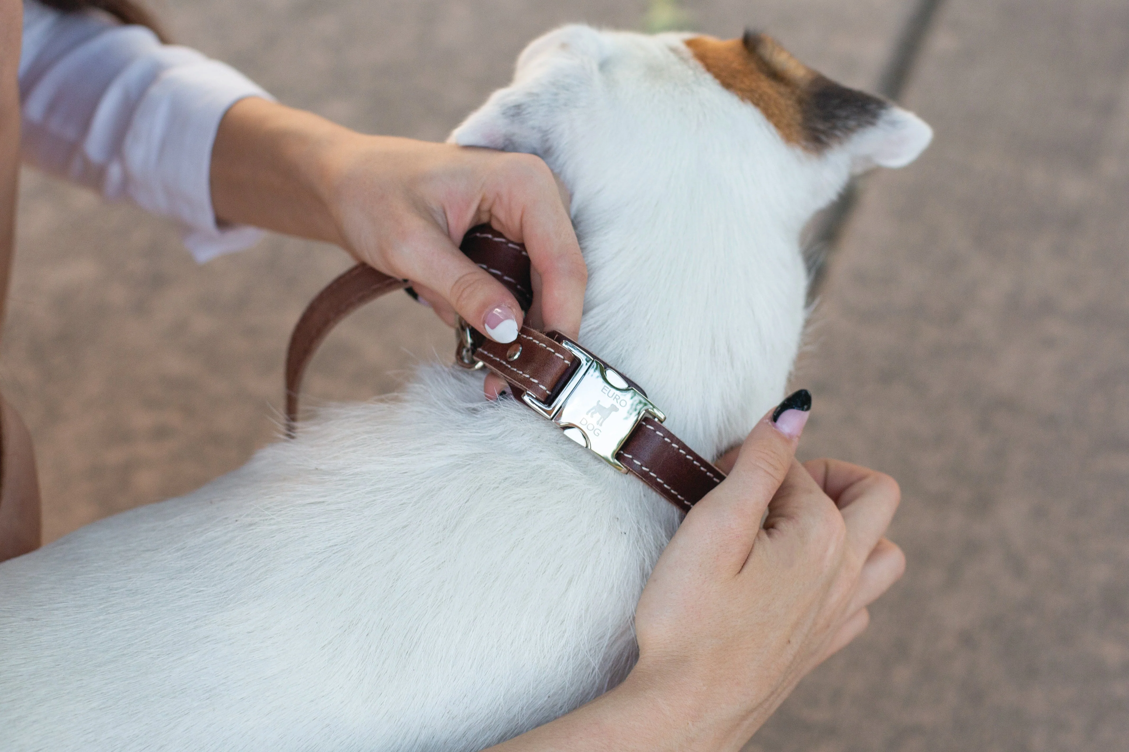 Pro Line Quick-Release Chocolate Leather Dog Collar with Metal Buckle - Image 5