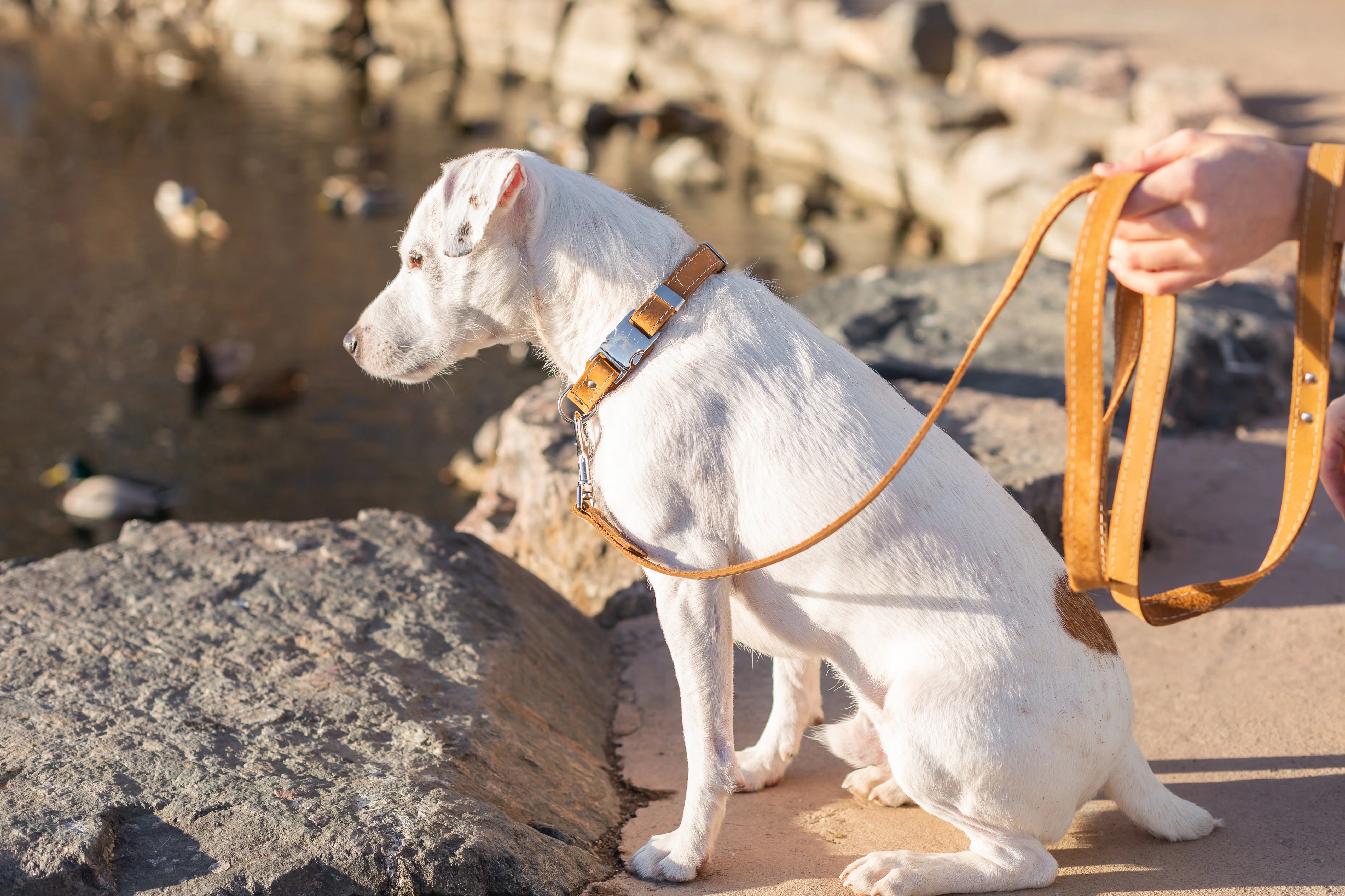 Pro Line Quick-Release Khaki Leather Dog Collar with Metal Buckle - Image 5