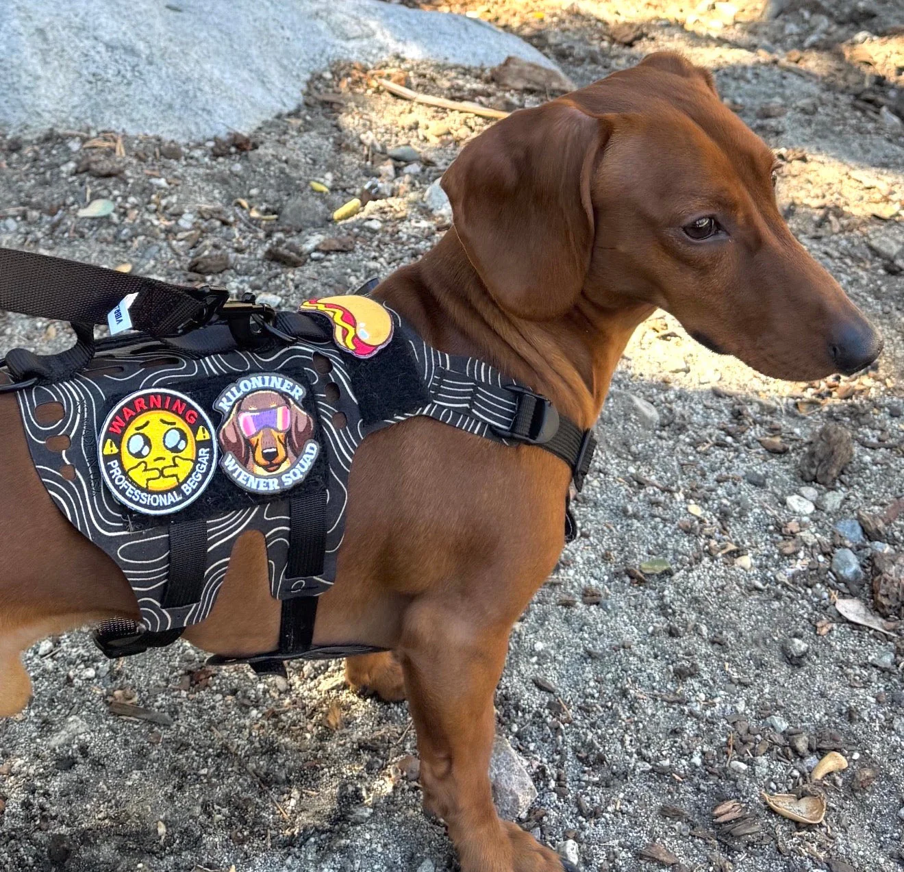 Professional Beggar Morale Patch - Image 4