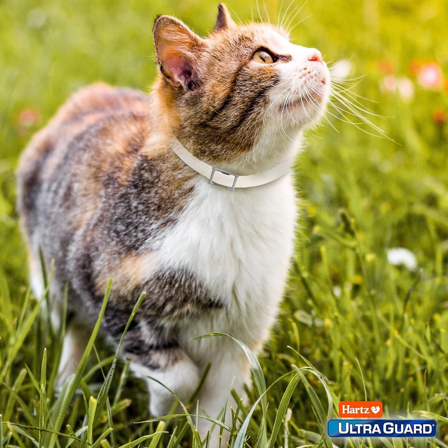 Protect Your Feline Friend with Hartz Ultraguard Flea & Tick Collar - Fresh Scented & Long-Lasting Protection for Cats & Kittens - Image 8